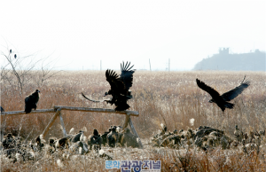 DMZ 생태 15년의 기록을 담은 ‘ECOPIA DMZ’ 사진전 개최