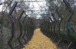 떠나는 가을 아쉽다면 울산 선암호수공원 ‘은행잎길’ 걷자