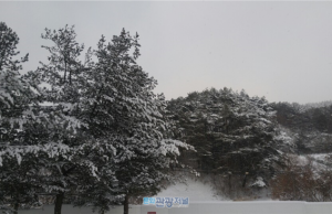 밤새 충청・호남 지역 등 서쪽 지방 중심으로 폭설 쏟아져