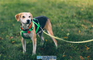 강화되는 반려동물 안전관리 대책