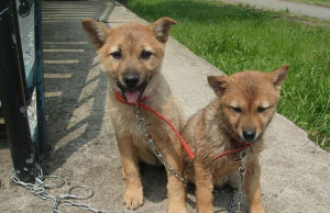 제주개 분양, 천연기념물 지정 전까지 잠정 중단