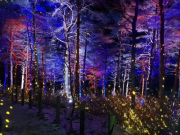 강원도 숲속이야기 청산별곡, 패럴림픽 기간에 재운영