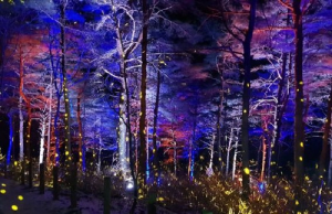 강원도 숲속이야기 청산별곡, 패럴림픽 기간에 재운영