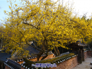 담양 소쇄원에서 봄을 알리다.. ‘샛노란 산수유 꽃 활짝’