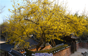담양 소쇄원에서 봄을 알리다.. ‘샛노란 산수유 꽃 활짝’
