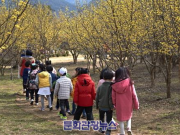 17일부터 구례 산수유꽃 축제 개막.. ‘꽃길 따라 봄 마중 오세요’