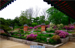 궁궐과 조선왕릉에 봄꽃 활짝, 3월부터 생강나무·벚꽃·모란 등 개화 시작