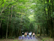 제주 서귀포시, 안전하고 쾌적한 명품 숲길 조성