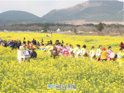 제주유채꽃축제