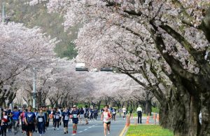 벚꽃 맞으며 천년도로를 달리다 ‘제27회 경주벚꽃마라톤대회’ 개최