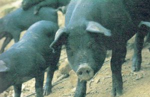 지리산 허브와 흑돼지의 만남, 남원축협의 ‘지리산 허브흑포크’