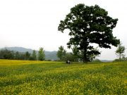 한국도자재단, 곤지암도자공원에 ‘유채꽃밭’ 개장