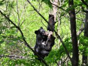 지리산 탈출한 반달가슴곰, 고속버스와 충돌