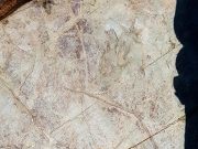 반구대 암각화 ‘척추동물 발자국’ 화석 발견