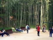 더운 여름 ‘담양’에서 더위를 날리자