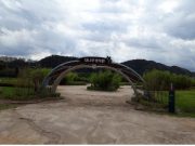 울산 태화강 정원 오죽헌 오죽 식재