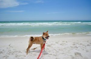 반려동물 해수욕장 출입 올해도 논란 거세