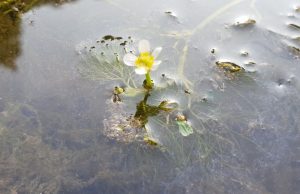DMZ 곳곳서 희귀식물 할매미망, 쥐방울덩굴과 멸종위기 흰꼬리수리, 저어새 등 발견