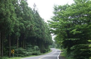 비자림로 확장 논란 확산… 제주도 “공사 일시 중단”