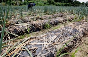 냉해에 폭염, 추석물가 비상