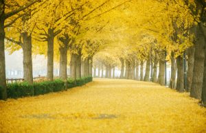 한국관광공사가 추천하는 “10월의 걷기여행길”