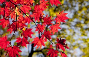 오색창연 단풍명소, 등산객 무질서에 몸살