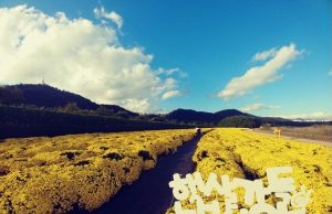 울산 태화강지방정원, 4천만 국화꽃 감상하자