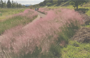 부산 생태공원에서 핑크뮬리랑 함께 인생샷 건지자
