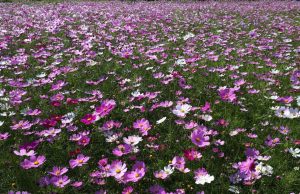 가을의 장관 대전천 하상도로변에 ‘코스모스단지’ 만개