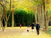 울산 태화강 ‘은행나무 정원’에서 가을 느끼자