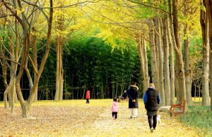 울산 태화강 ‘은행나무 정원’에서 가을 느끼자