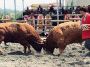 ‘제17회 함안군 전국민속 소싸움대회‘ 개최