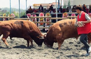 ‘제17회 함안군 전국민속 소싸움대회‘ 개최