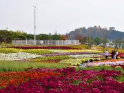 광주광역시농업기술센터 ‘힐링농업체험장 내 국화정원‘ 11월 25일까지 개방