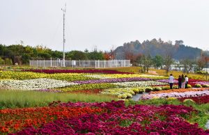 광주광역시농업기술센터 ‘힐링농업체험장 내 국화정원‘ 11월 25일까지 개방