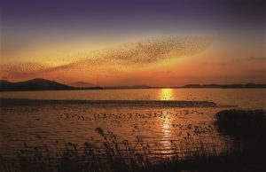 서천·군산 금강철새여행