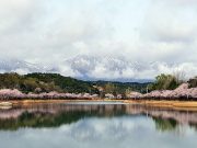 봄 꽃구경은 속초로