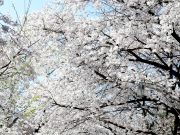 지금 강화는 고려산 진달래, 북산 벚꽃으로 북적북적