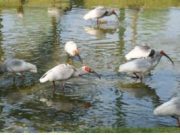 문화재청, 멸종된 따오기 우포늪에서 다시 날다