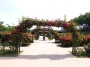 밀양강 둔치 장미, 꽃양귀비, 유채꽃단지로 볼거리 가득