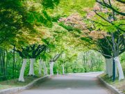 꽃길 걸으며 봄 만끽하자…서울시, 3색‘도보관광코스’소개