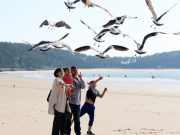 태안군, 만리포해수욕장 조기개장