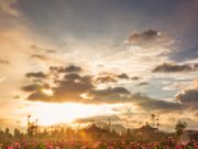 ‘문화가 있는 날’, 함안 군청으로 연꽃 구경 오세요