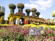 익산, 국화향연 ‘천만송이 국화축제’ 개막