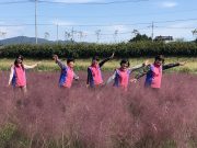 함평천 분홍빛 핑크뮬리, 꽃강을 이루다