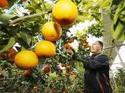 외국인도 반한 태안 황금향