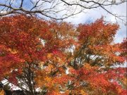 대만 가오슝에 제주를 전하다