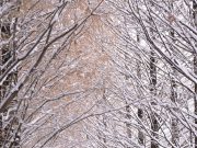 담양군, 죽녹원 등 주요 관광지 설 당일 무료 개방한다