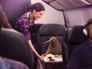 에어뉴질랜드, 글로벌 브랜드 캠페인 한국 최초 진행