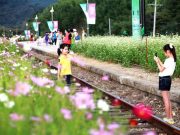 하동 북천 코스모스·메밀꽃축제 9월 20일~10월 6일 |북천면 직진리 일원